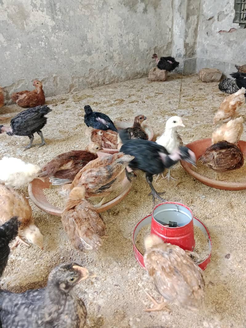Desi chicks 0