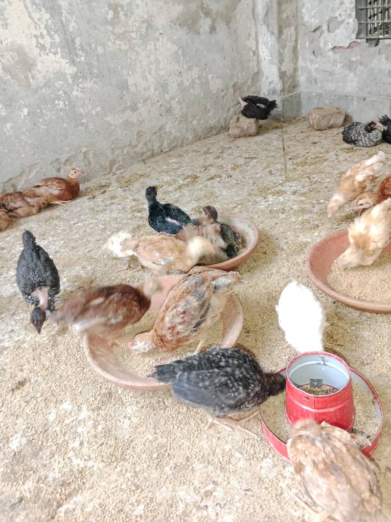 Desi chicks 1