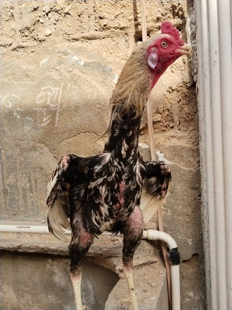 Aseel Java Murga For Sale 3