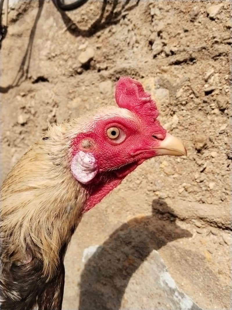 Aseel Java Murga For Sale 4