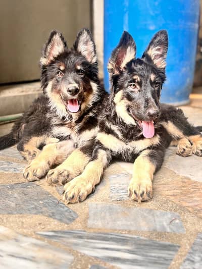 German shepherd jore