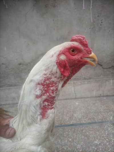 Heera for sale