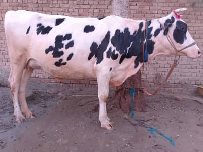 Pahly bary ha bacha k