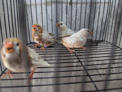 Isabel half orange finches