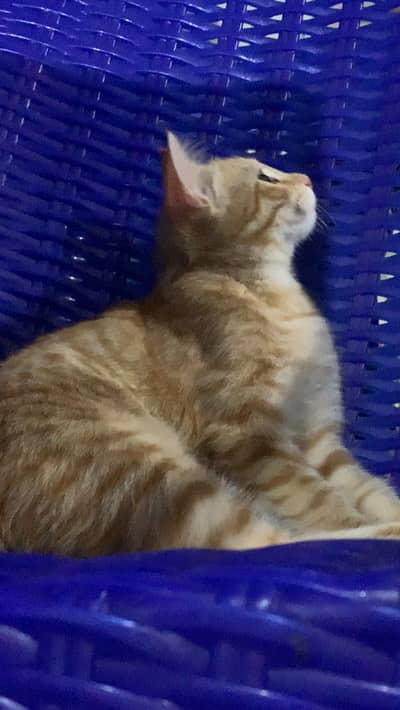 Mix persion breed