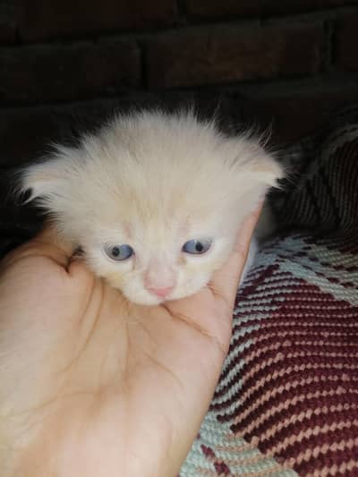Persian male female kitten for sale triple coated