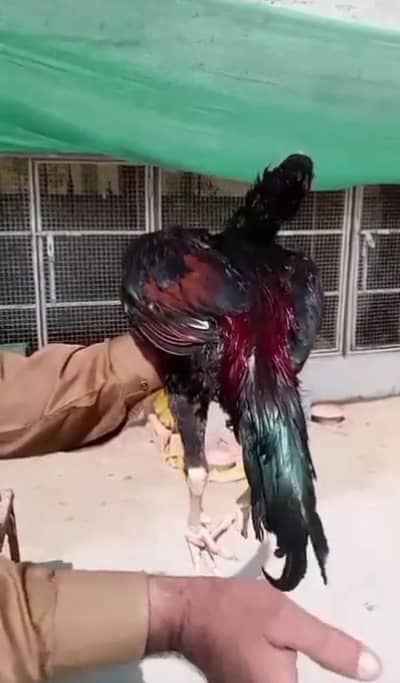 in ke Chicks milenge 1 Chicks 1500 Kam kar lenge