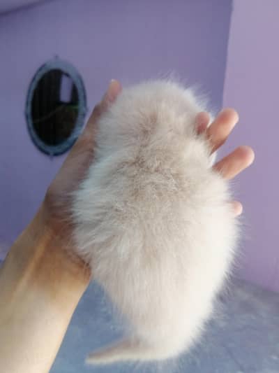 Persian kitten for sale