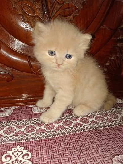 Persian Tripple coated kittens