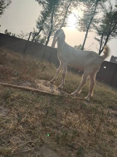 Breedar Bakra