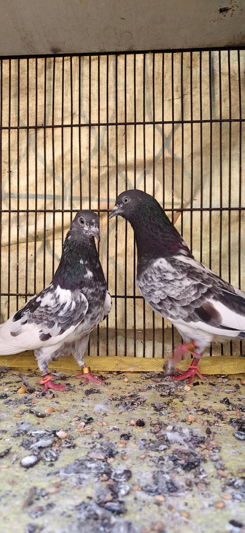 Ferozpoori Pair 2