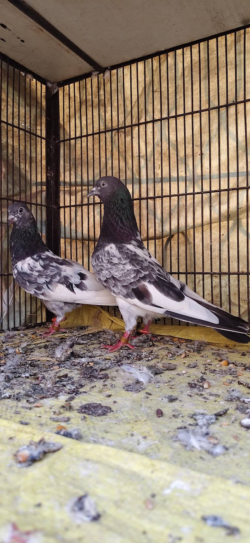 Ferozpoori Pair 3
