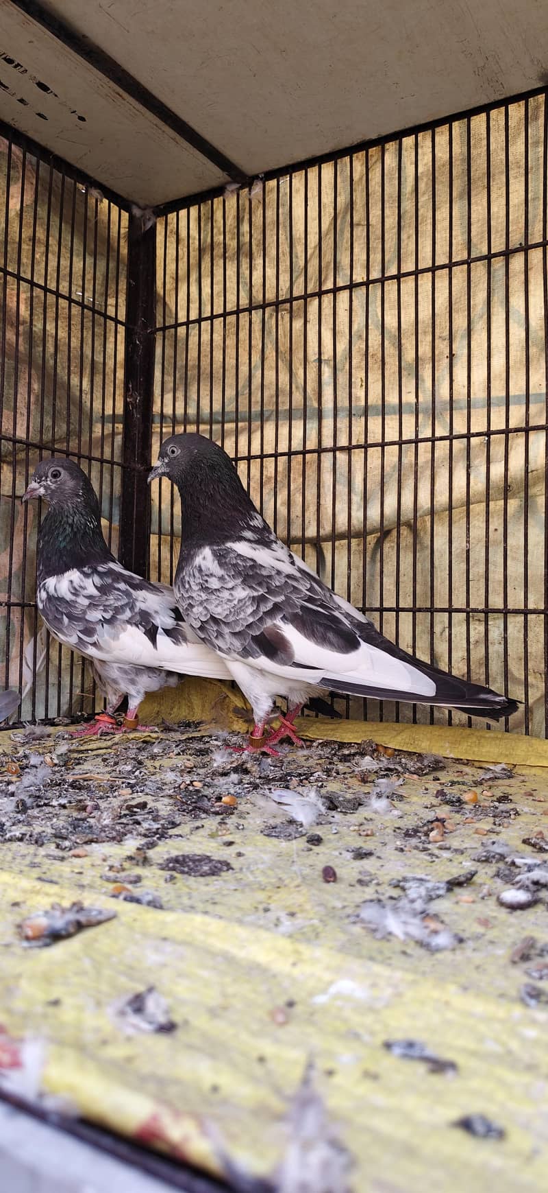 Ferozpoori Pair 4