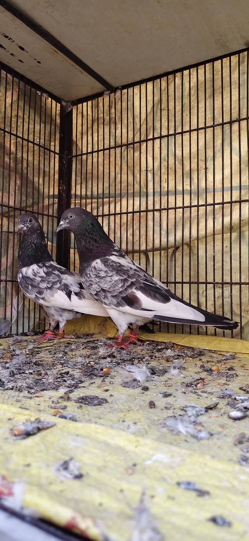 Ferozpoori Pair 5