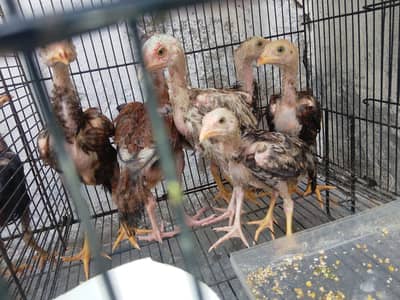 quality chicks