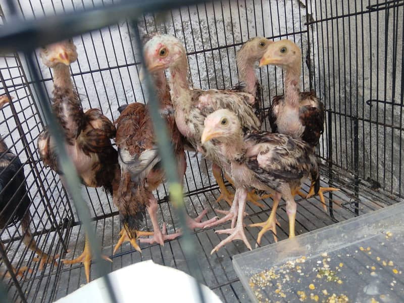 quality chicks 0
