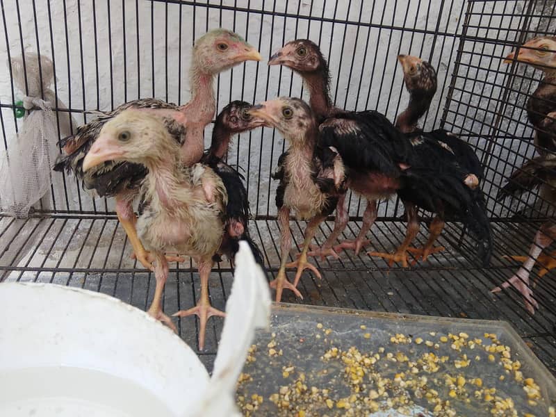 quality chicks 1
