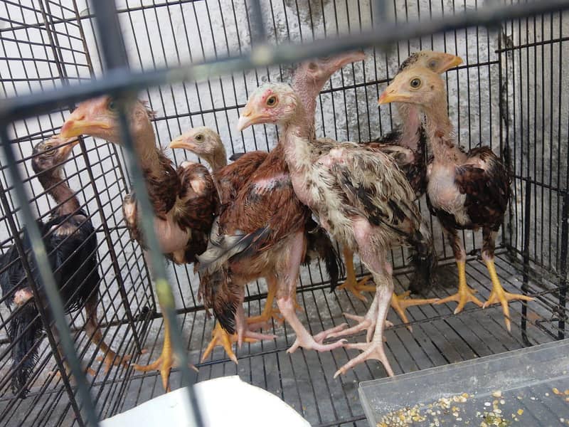 quality chicks 2