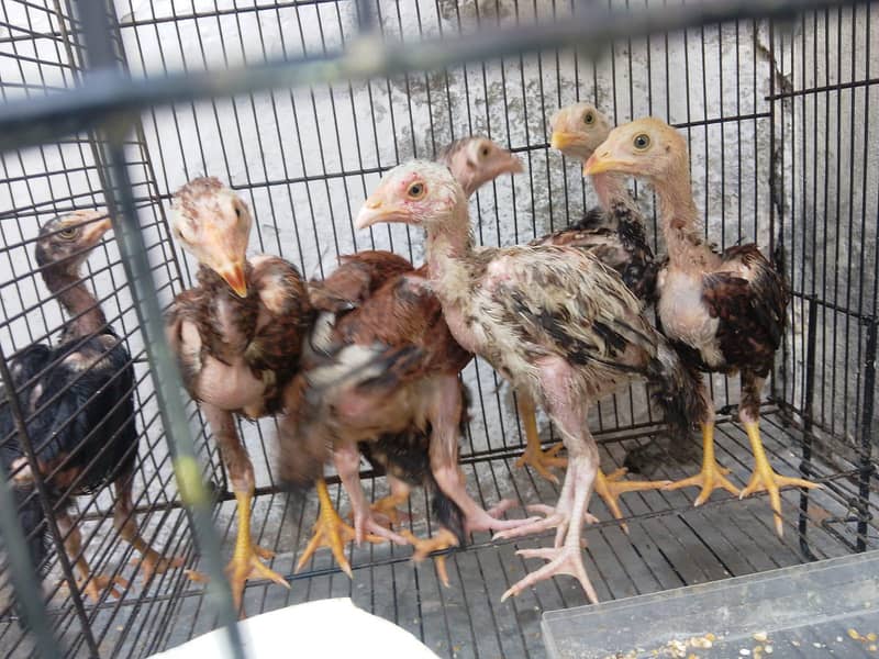 quality chicks 3