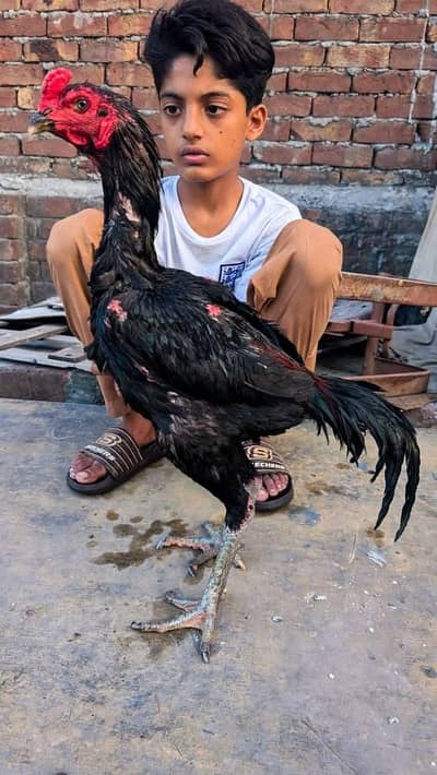 Thi aseel murga full hight main mazbot body