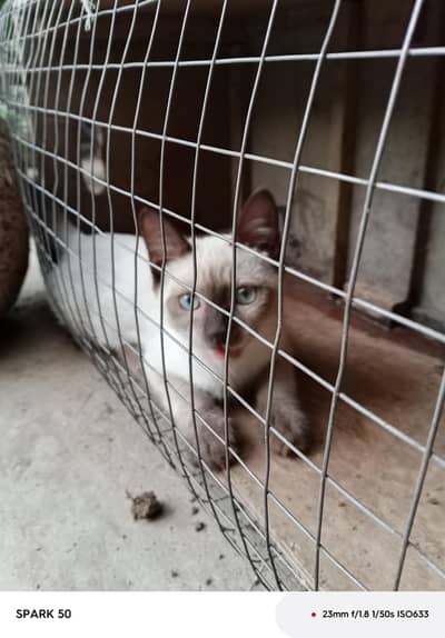 saimese cat 3 months age