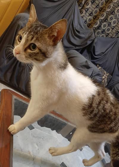 cat for Adoption