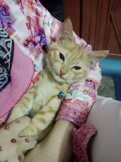 Healthy & Playful Orange Cat Available