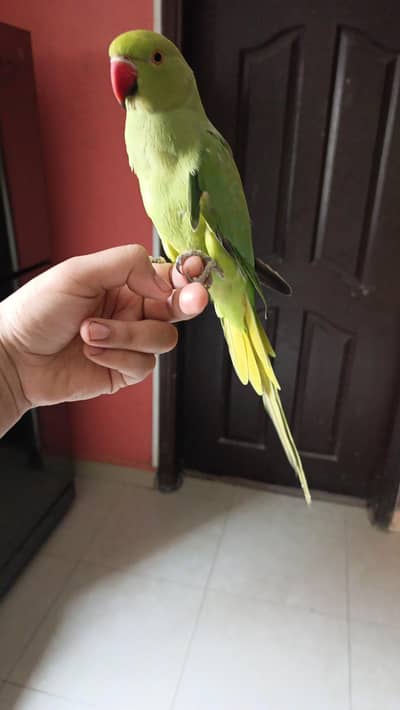 male talking parrot