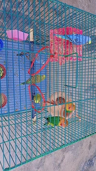 Budgies