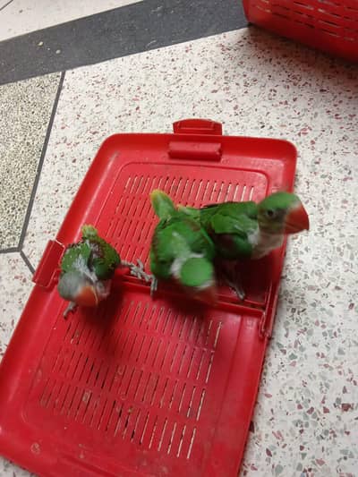 raw parrot