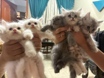 5 Persian Kittens For Sale