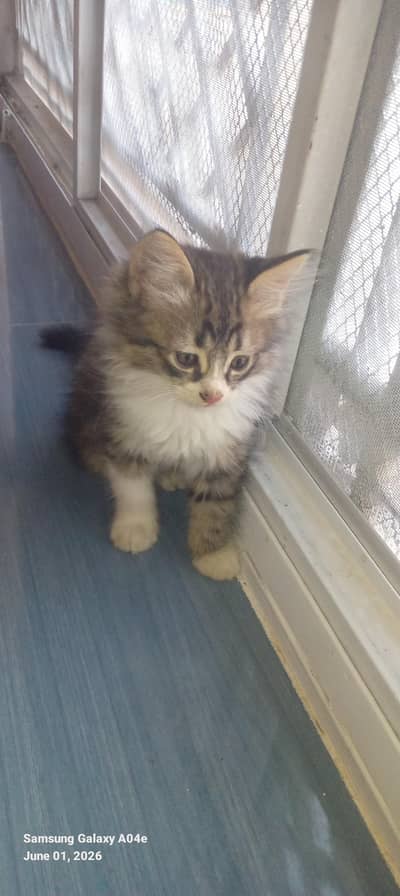 female kitten for adoption