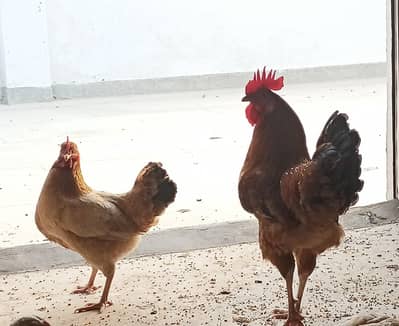 new hampshire Americanhen and rooster pair for sale