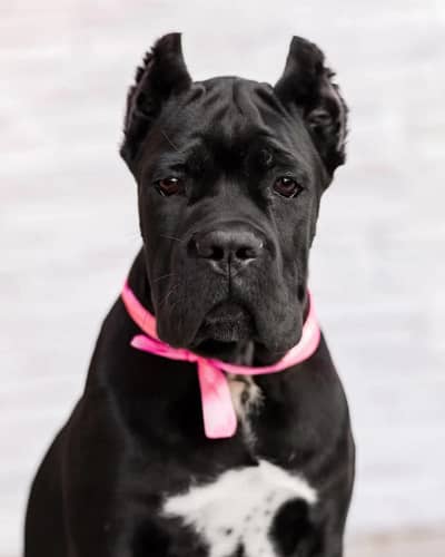 Cane Corso Puppy | cane corso Dog | Puppies | Imported Breed