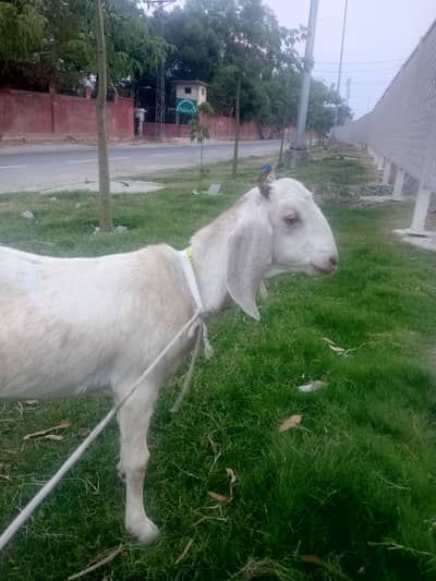 Goat Mail and /Femail 030140116270