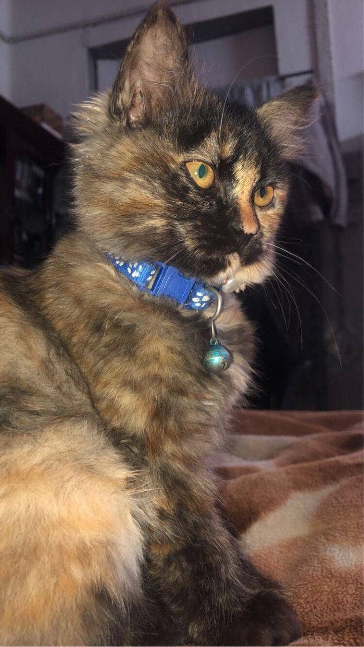 Persian 0