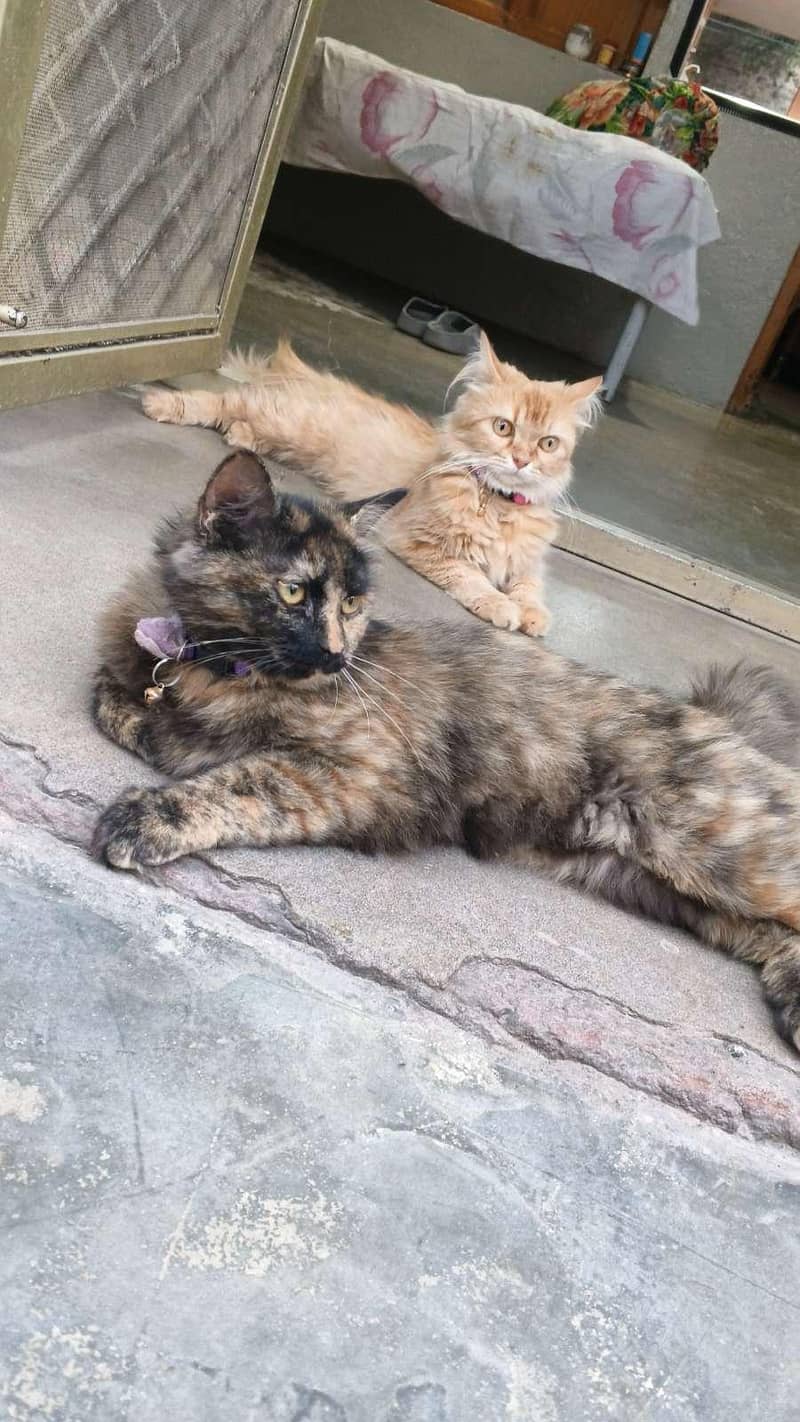 Persian 2