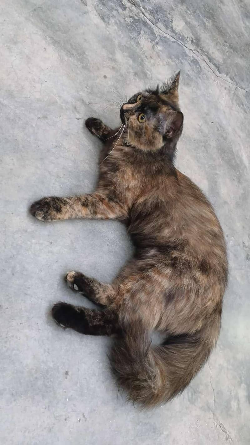 Persian 3