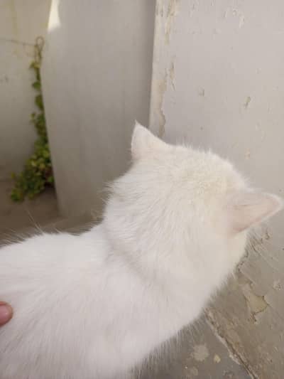 Persian cat for sale num 03113102484