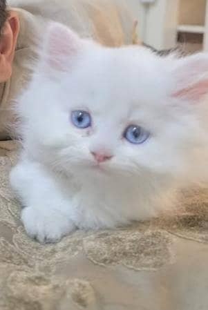 baby cat