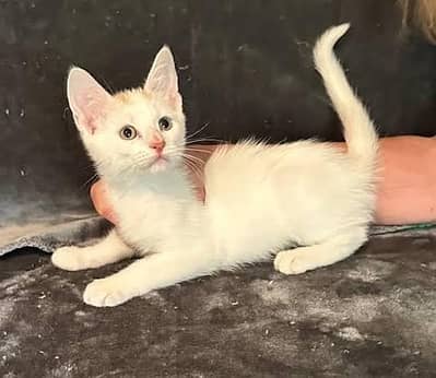 White month cat available