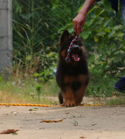 German shepherd | gsd | Puppy | Shepherd Dog | Puppies | Long Coat