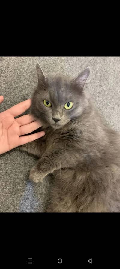 cat, Nebula,,cat grey fluff,Cate ,pertion cat