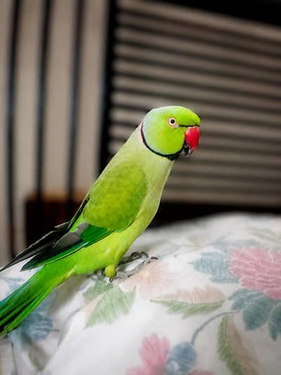 Ringneck talking parrot urgent sale
