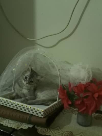 kitten