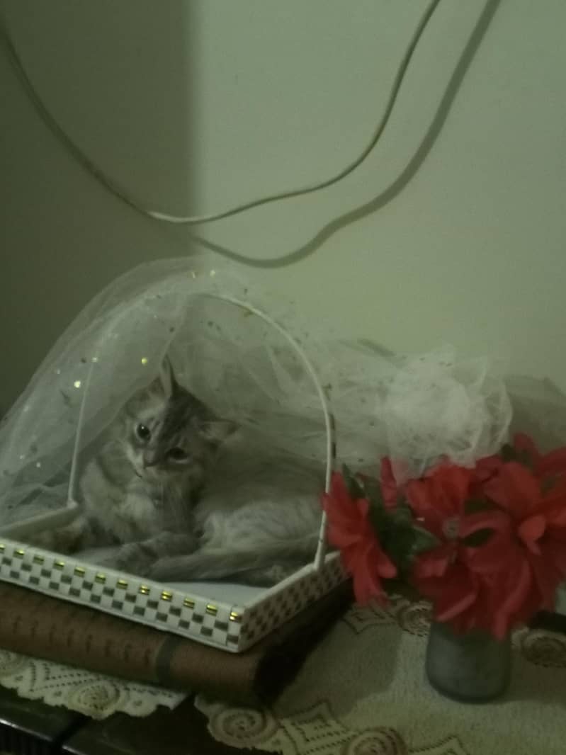 kitten 0