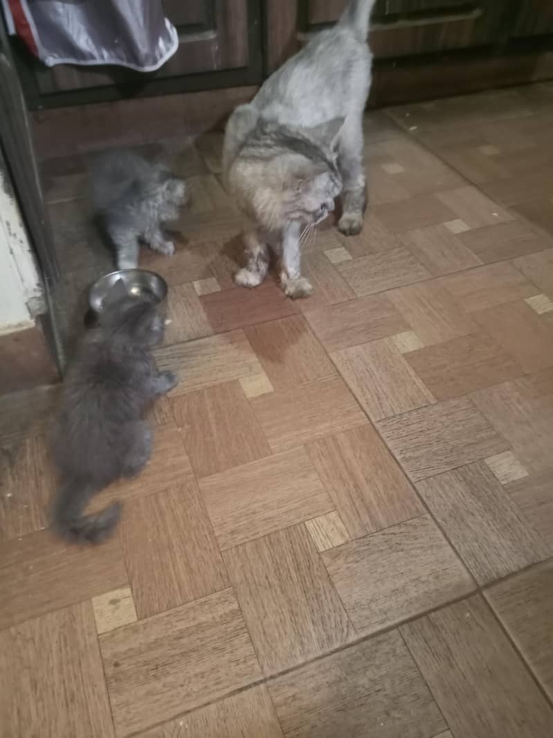 kitten 1