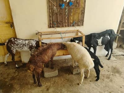Goat | Bkra | Bkri | Chtra | Dumba | Goat Sheep | Bkri/chtra For Sale