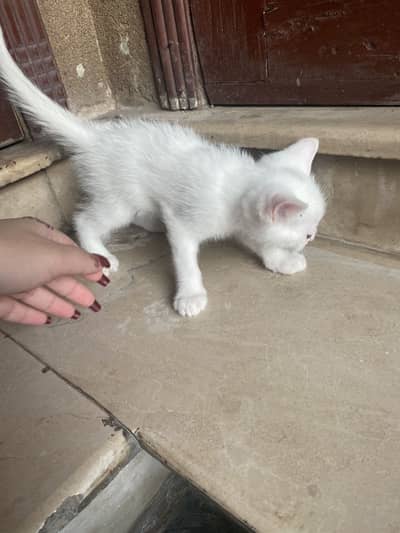 perisan cat, age 2 months , mother feeded