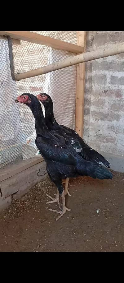 black shamo pair //coco shamo male //parrot beak//Plymouth rock